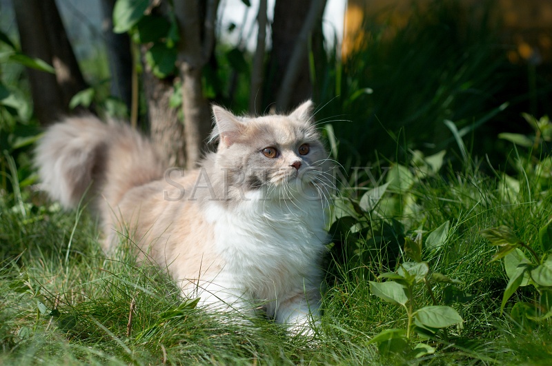 british_longhair_019.jpg