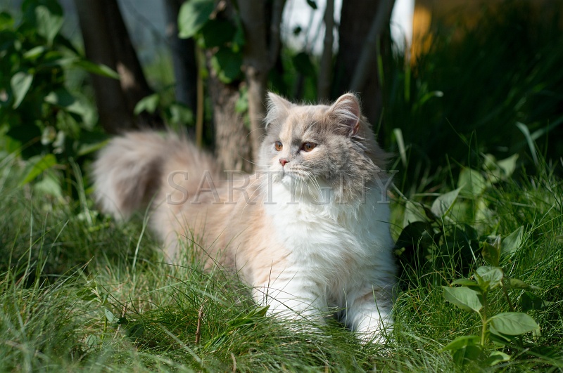 british_longhair_020.jpg