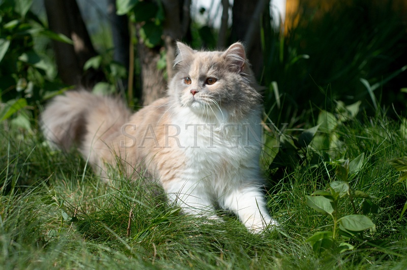 british_longhair_022.jpg