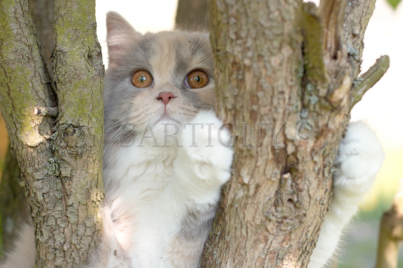 british_longhair_027.jpg