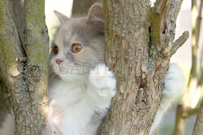british_longhair_028.jpg