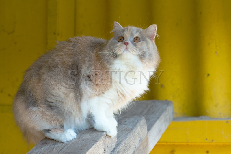 british_longhair_032.jpg