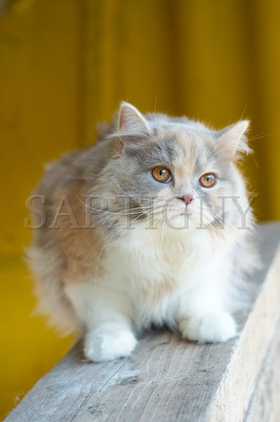 british_longhair_033.jpg
