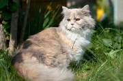 british_longhair_012
