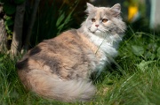 british_longhair_013