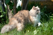 british_longhair_015