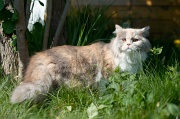 british_longhair_016