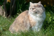 british_longhair_017