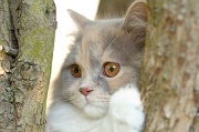 british_longhair_029