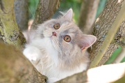 british_longhair_030