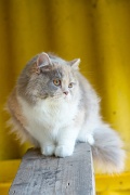 british_longhair_031