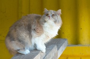 british_longhair_032