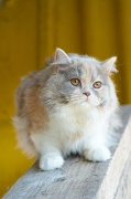 british_longhair_033