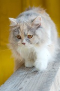 british_longhair_034