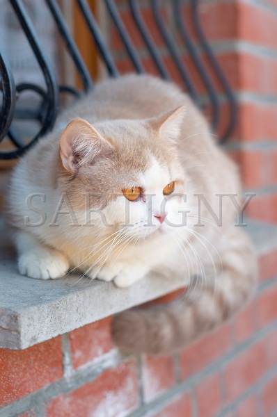 BRITISH_SHORTHAIR_085.jpg