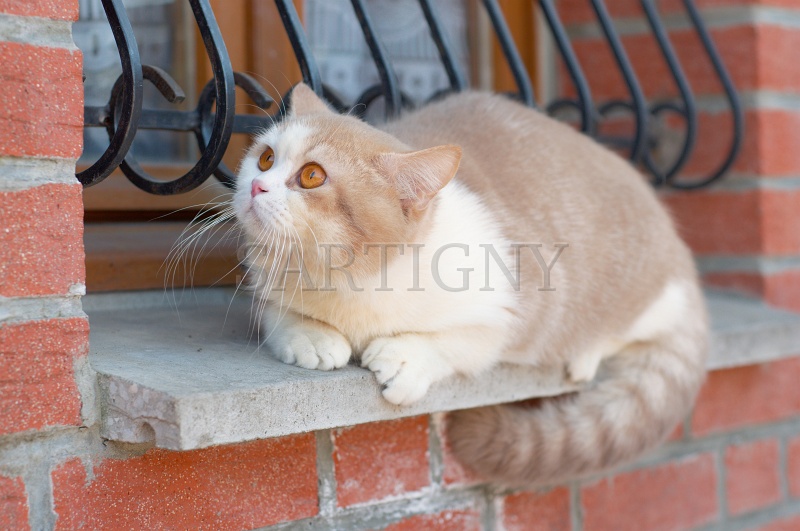 BRITISH_SHORTHAIR_087.jpg