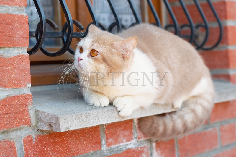 BRITISH_SHORTHAIR_088.jpg