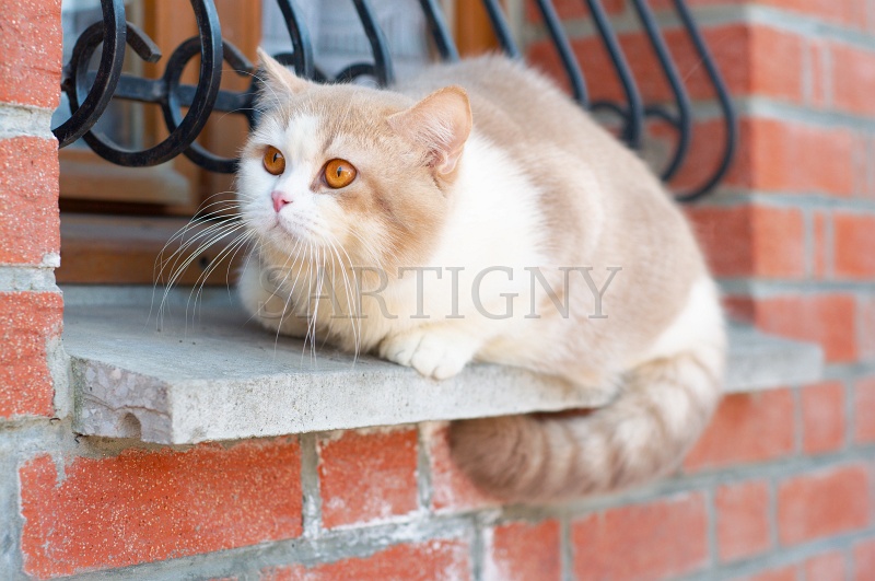 BRITISH_SHORTHAIR_090.jpg