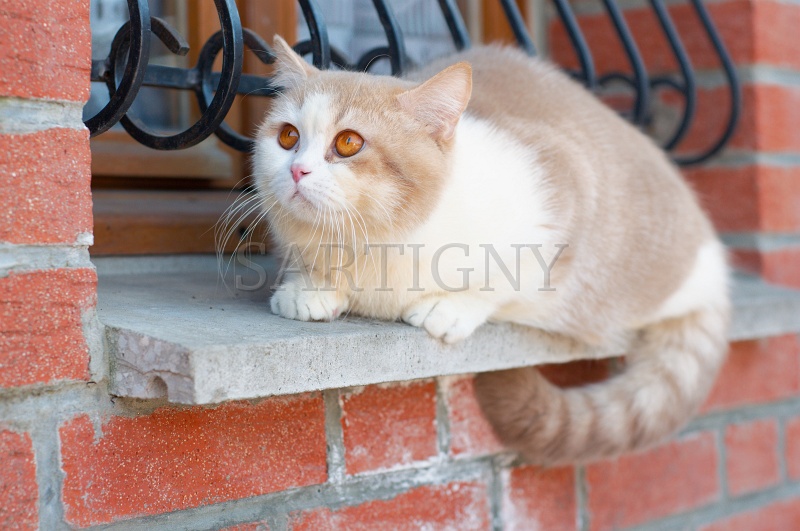 BRITISH_SHORTHAIR_093.jpg