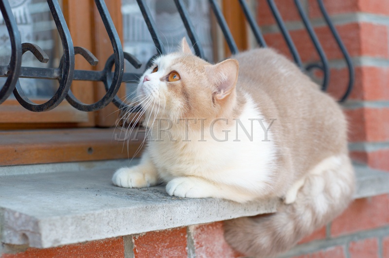 BRITISH_SHORTHAIR_098.jpg