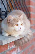 BRITISH_SHORTHAIR_085