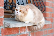 BRITISH_SHORTHAIR_090