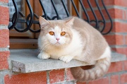 BRITISH_SHORTHAIR_092