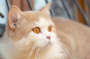 BRITISH_SHORTHAIR_094