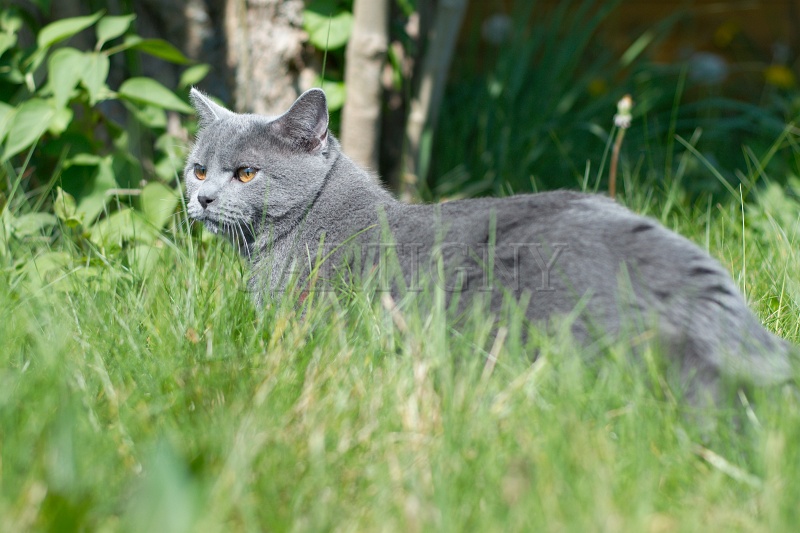 CHARTREUX_008.jpg