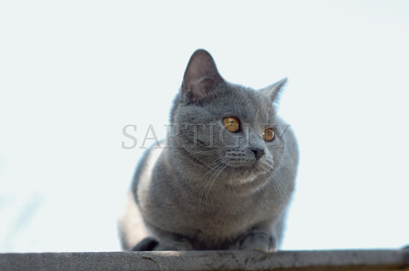 CHARTREUX_028.jpg