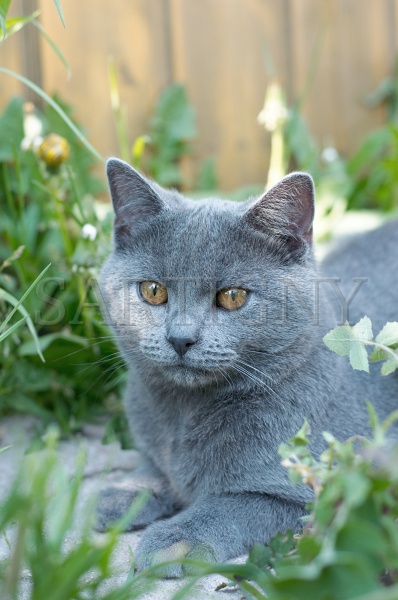 CHARTREUX_036.jpg