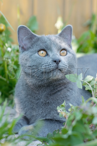 CHARTREUX_040.jpg