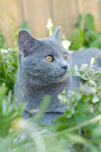 CHARTREUX_042.jpg
