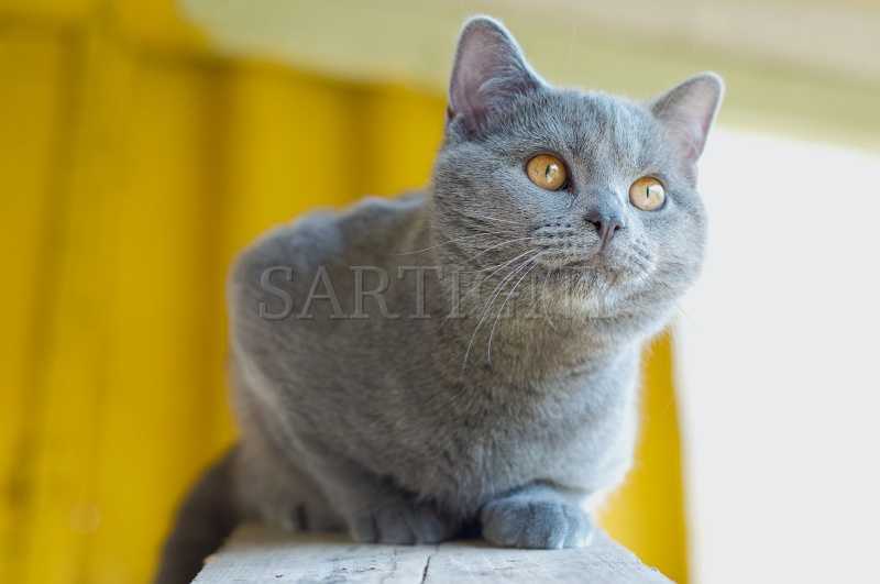 CHARTREUX_051.jpg