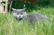 CHARTREUX_001