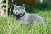 CHARTREUX_003