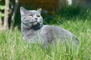 CHARTREUX_005