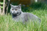 CHARTREUX_006