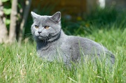 CHARTREUX_007