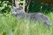 CHARTREUX_008