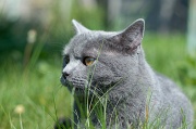 CHARTREUX_009