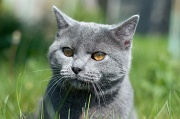 CHARTREUX_010