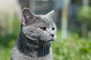 CHARTREUX_011