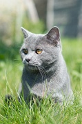 CHARTREUX_012