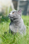 CHARTREUX_013