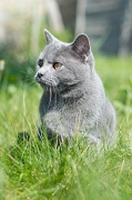 CHARTREUX_015