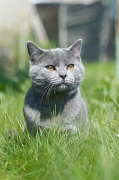 CHARTREUX_016