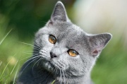 CHARTREUX_017