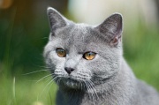 CHARTREUX_018