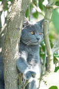 CHARTREUX_019